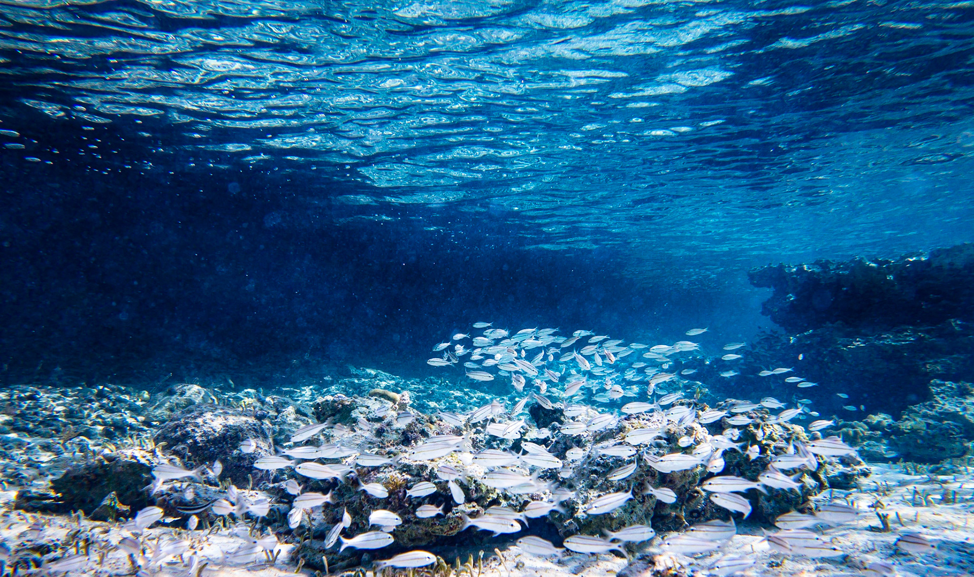 Swiming in the Shadows - 108
