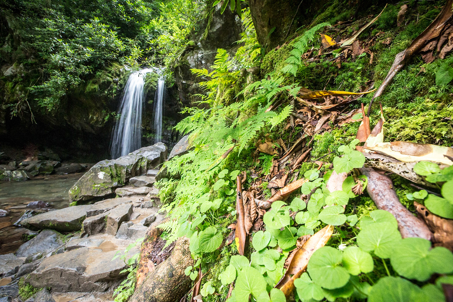 Grotto Falls - 2815