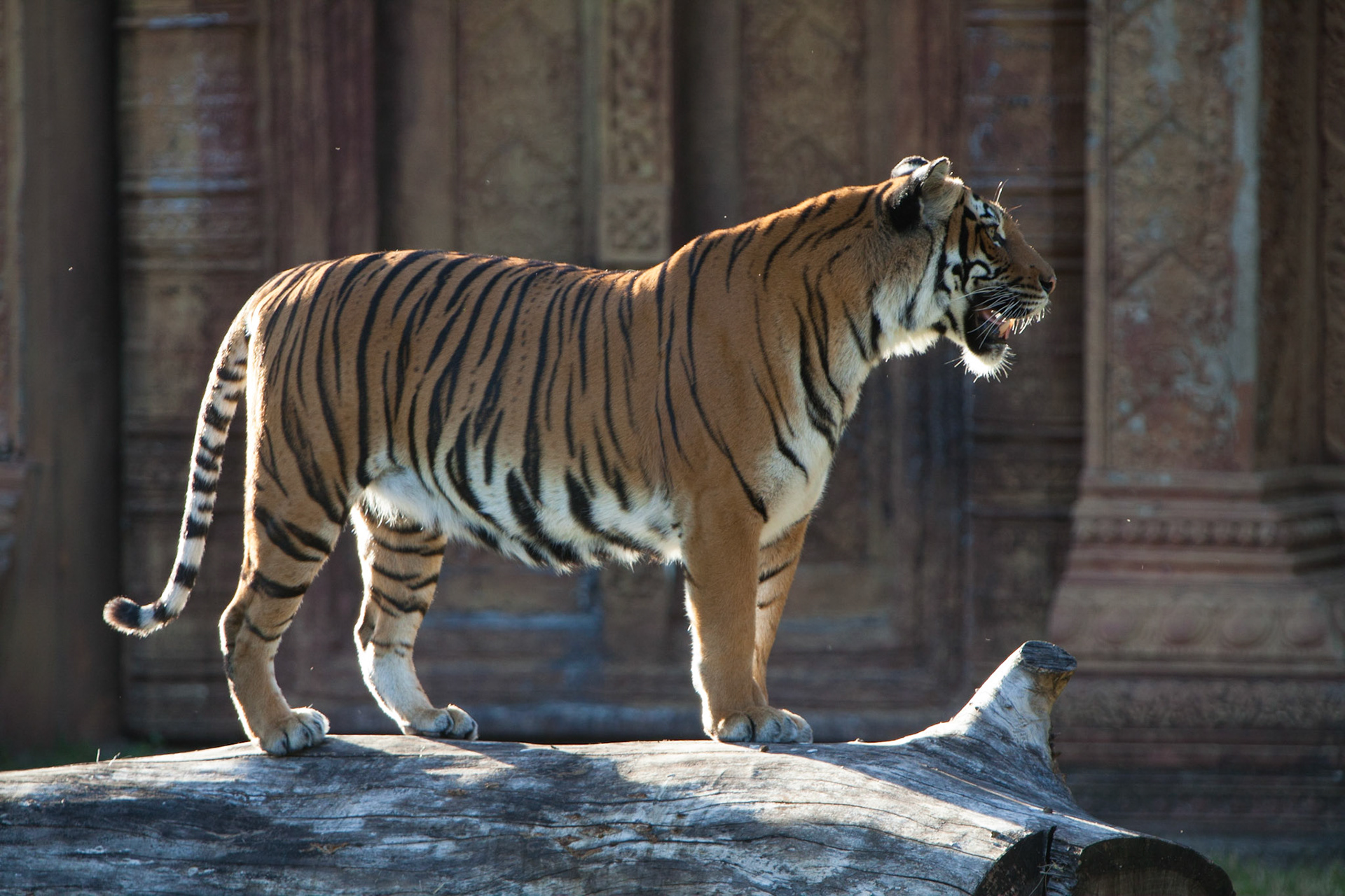 A1105-The tiger (Panthera tigris) is the largest cat species