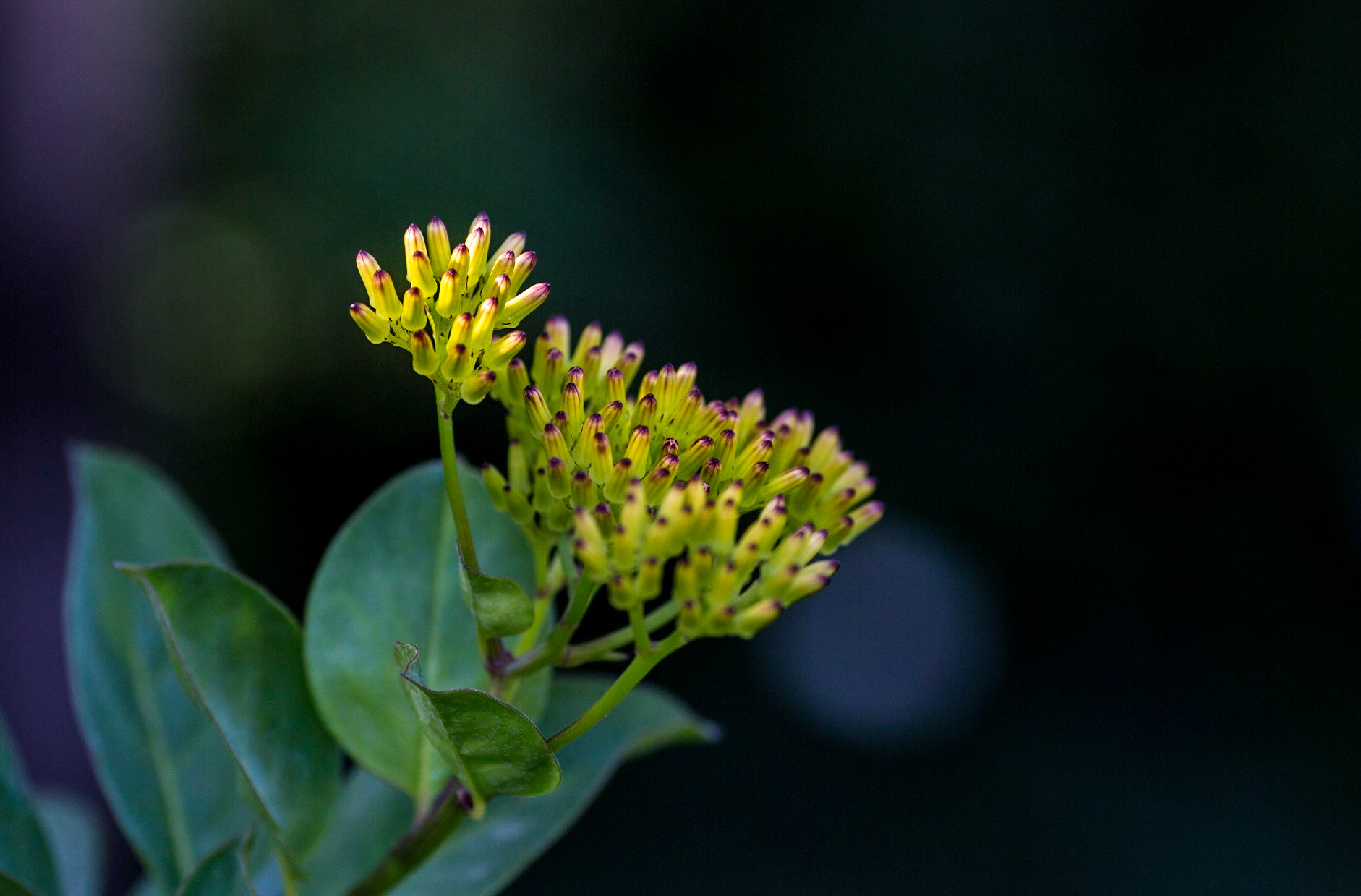 Flowers-1359