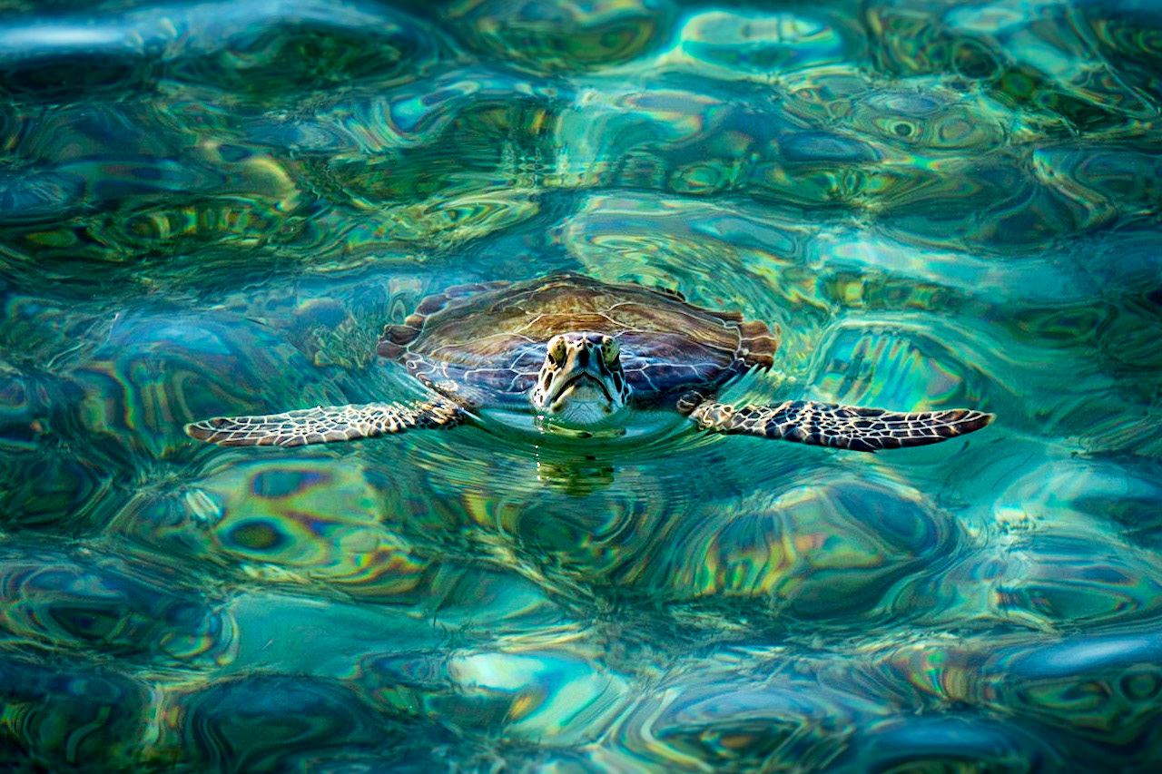 Turtle Stare - 062