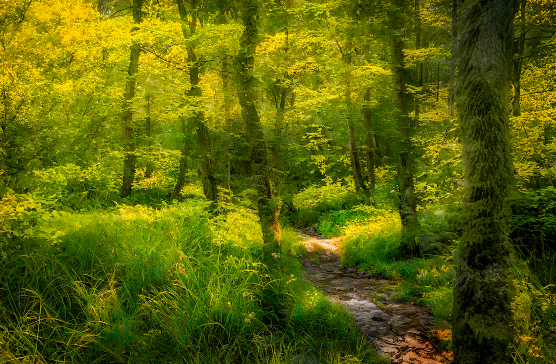 Backlit Forest Glow - 8764