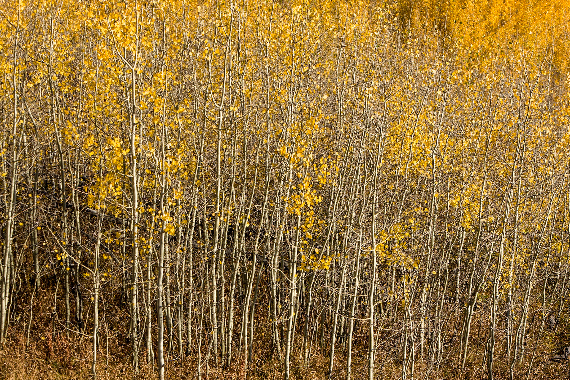 Golden Aspen Grove