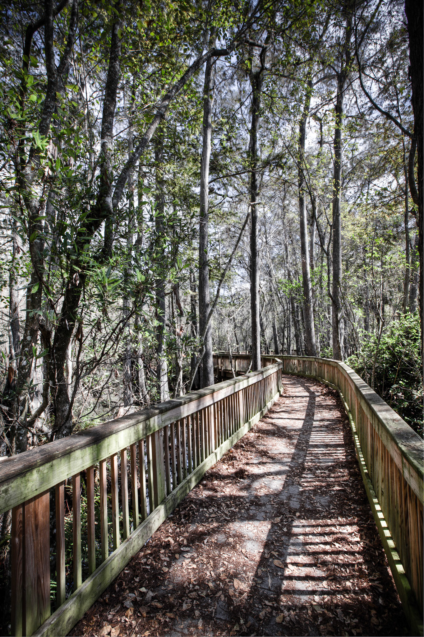 EN2408 -Everglades National Park, the largest subtropical wilderness in the United States, boasts rare and endangered species. It has been designated a World Heritage Site, International Biosphere Reserve, and Wetland of International Importance, significant to all people of the world.