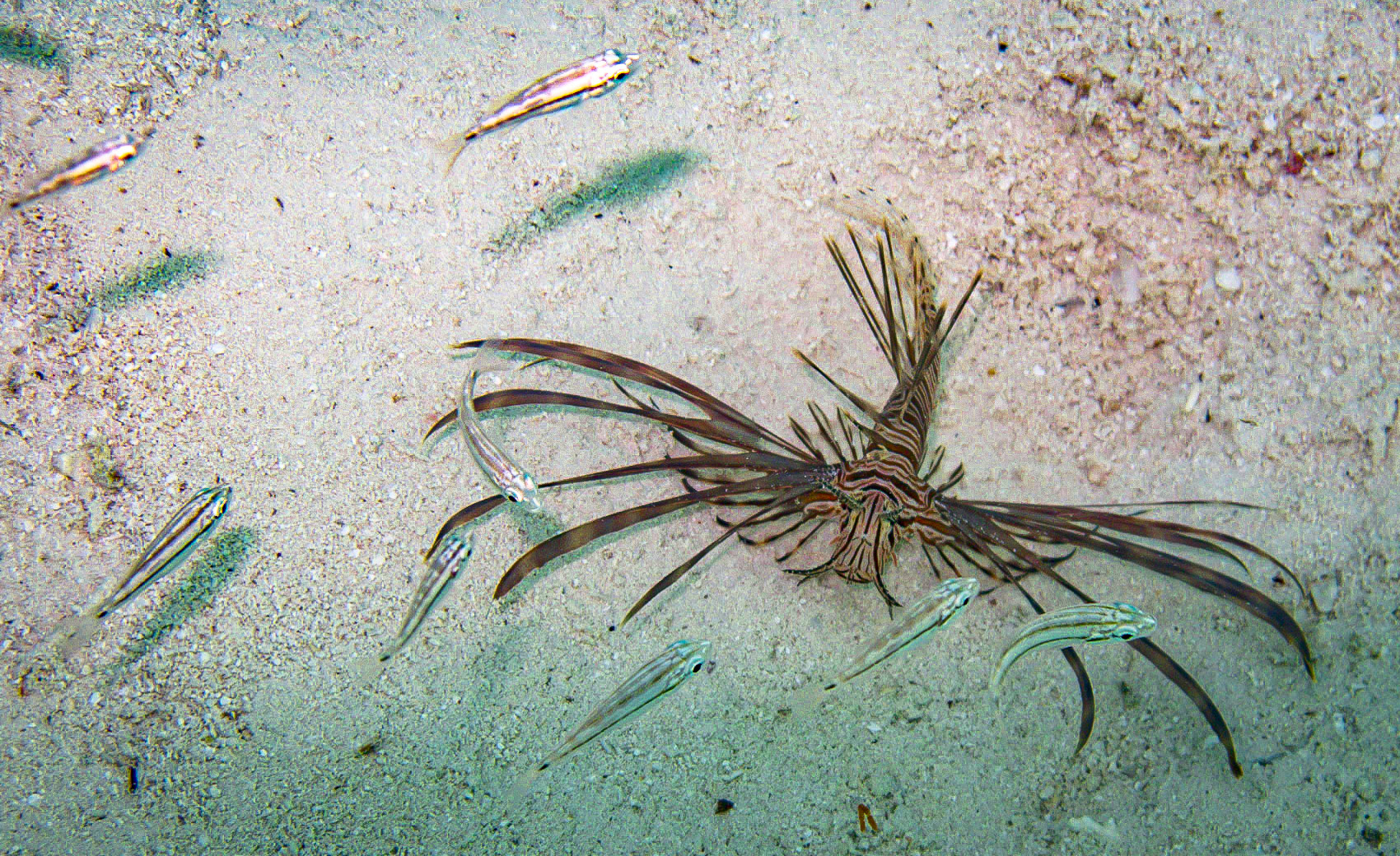 Sea Creatures-2107