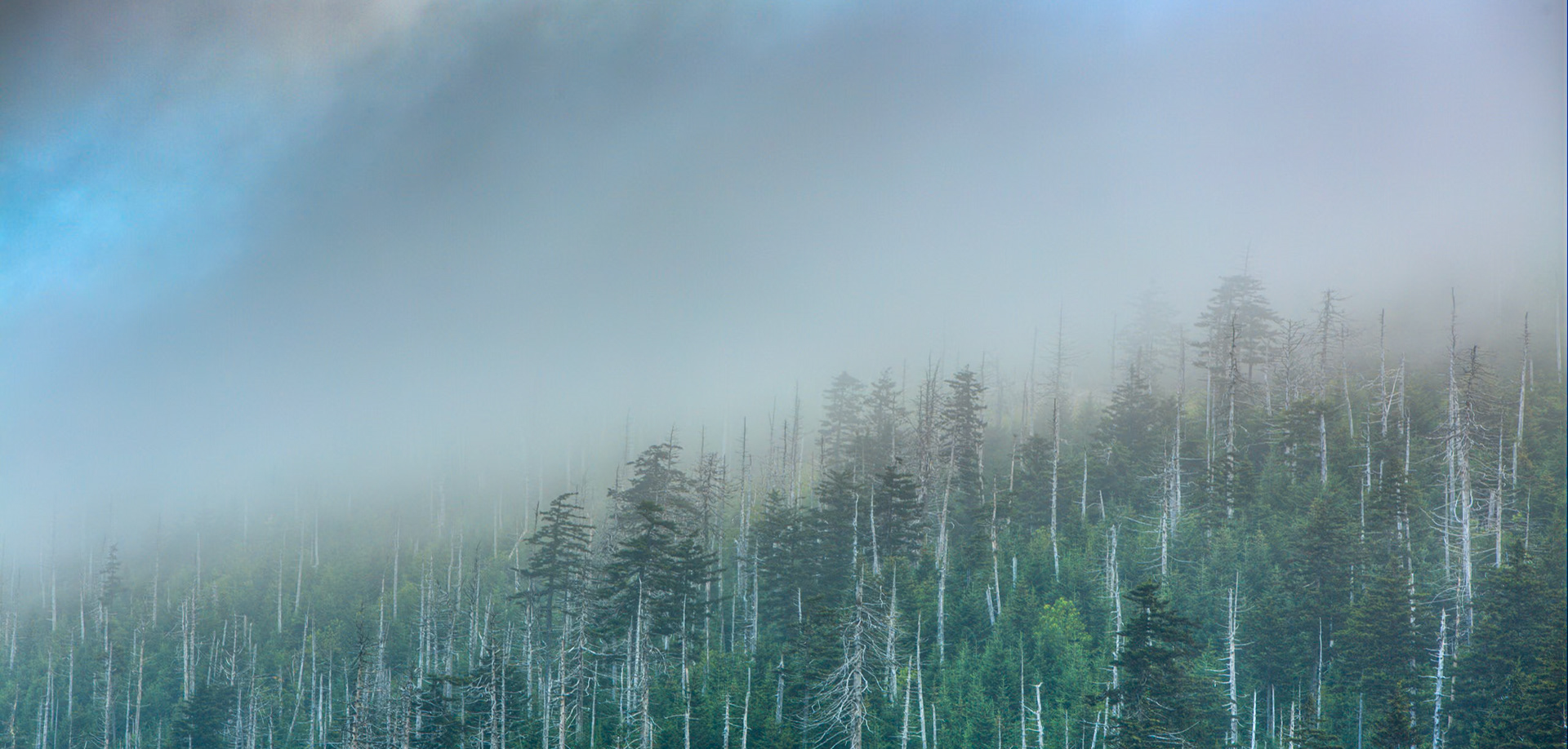 Ghost Trees in Morning Mist - 2808