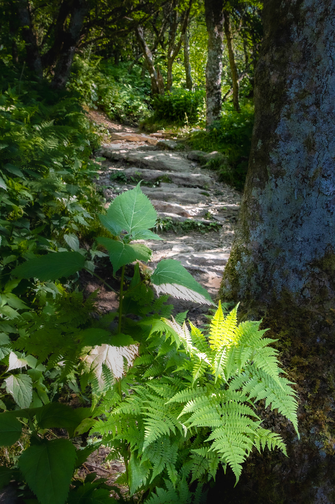Craggy Gardens Path - 8821