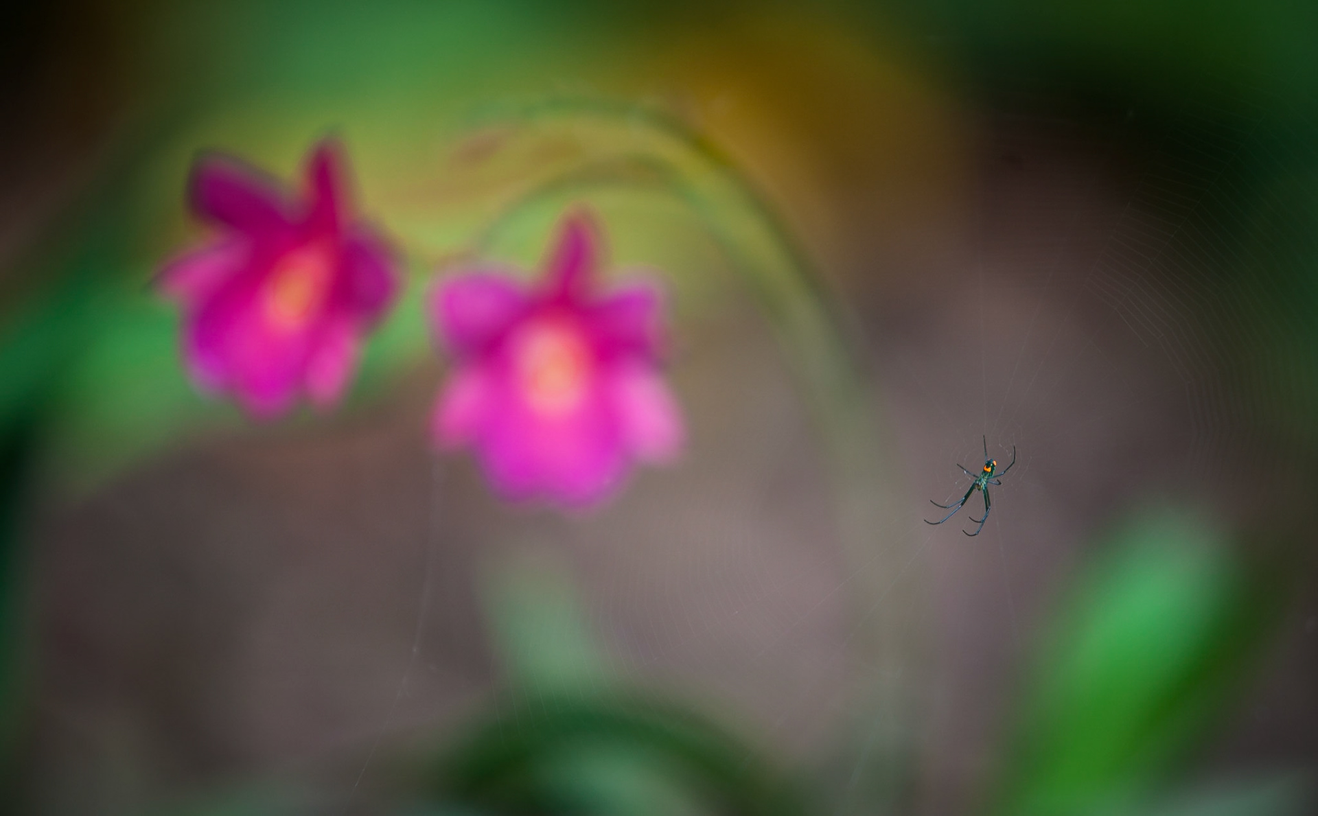 Flowers-1328