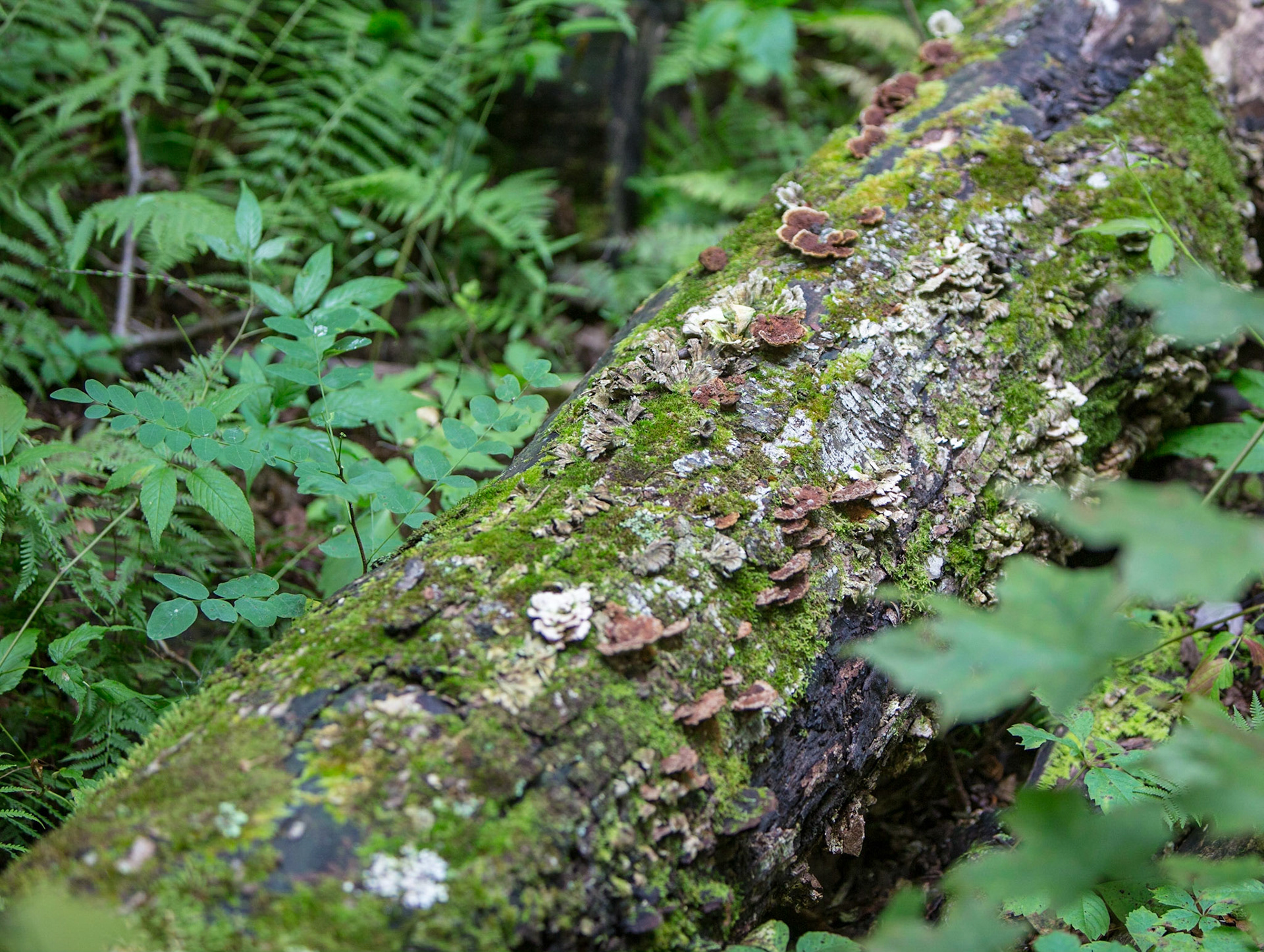 Moss and Fungi on Log - 2829