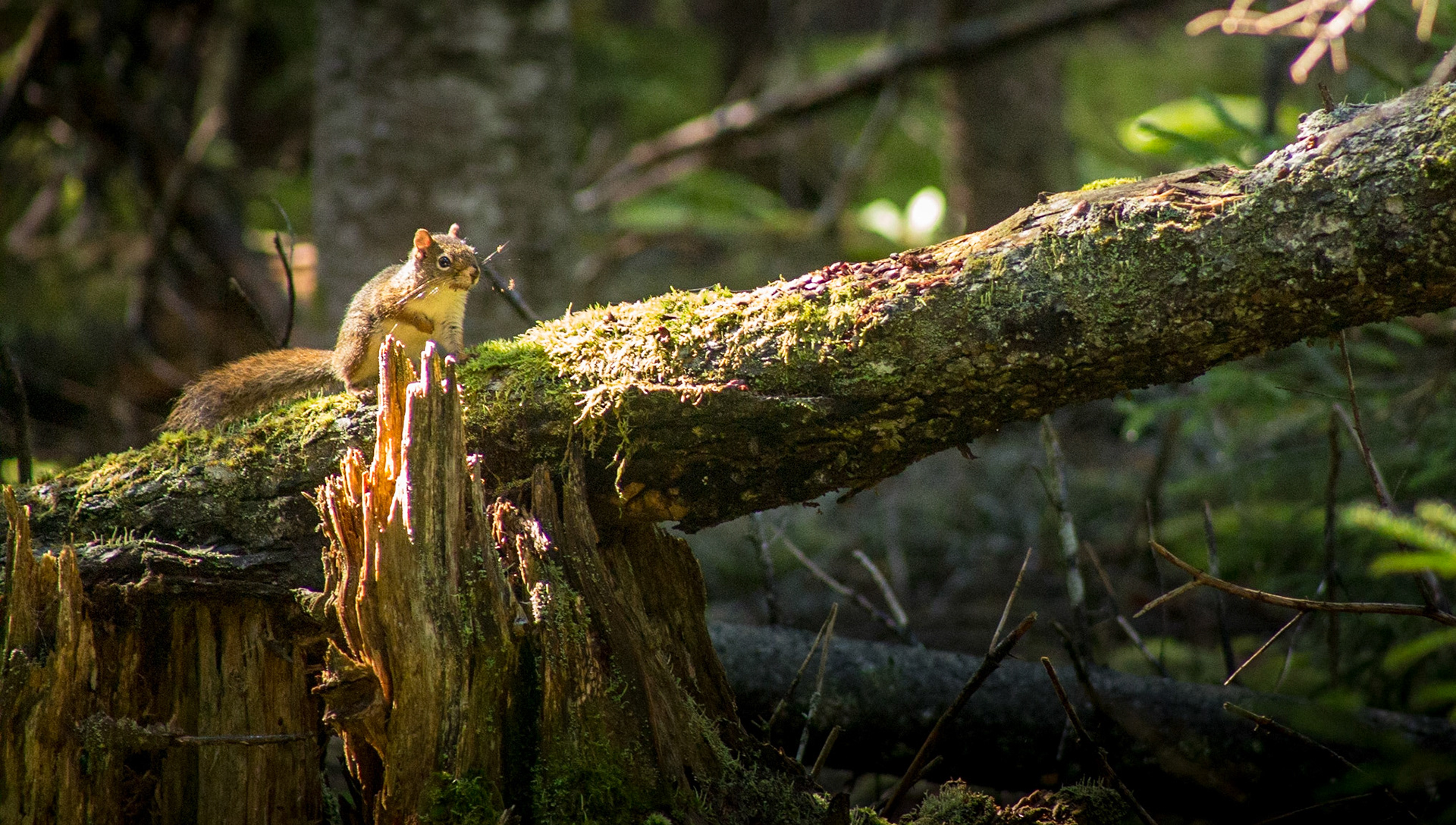 Red Squirrel in Dappled Light - 1726