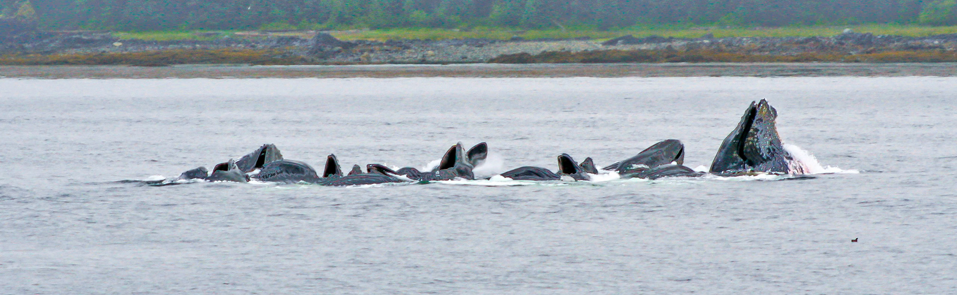 Humpbacks Bubble-Net Feeding - 4361