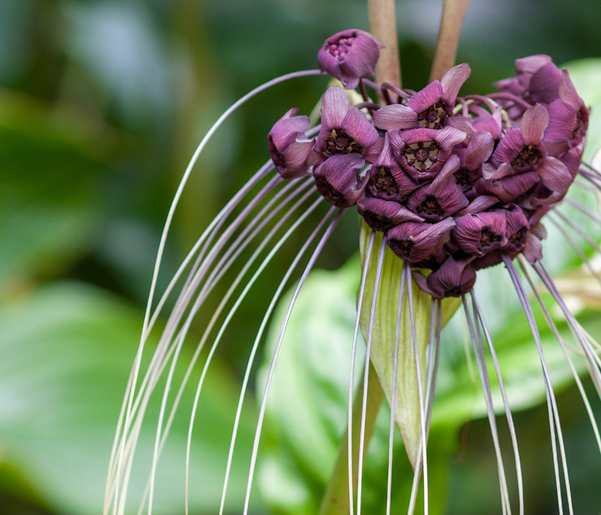 Bat Flower -1310