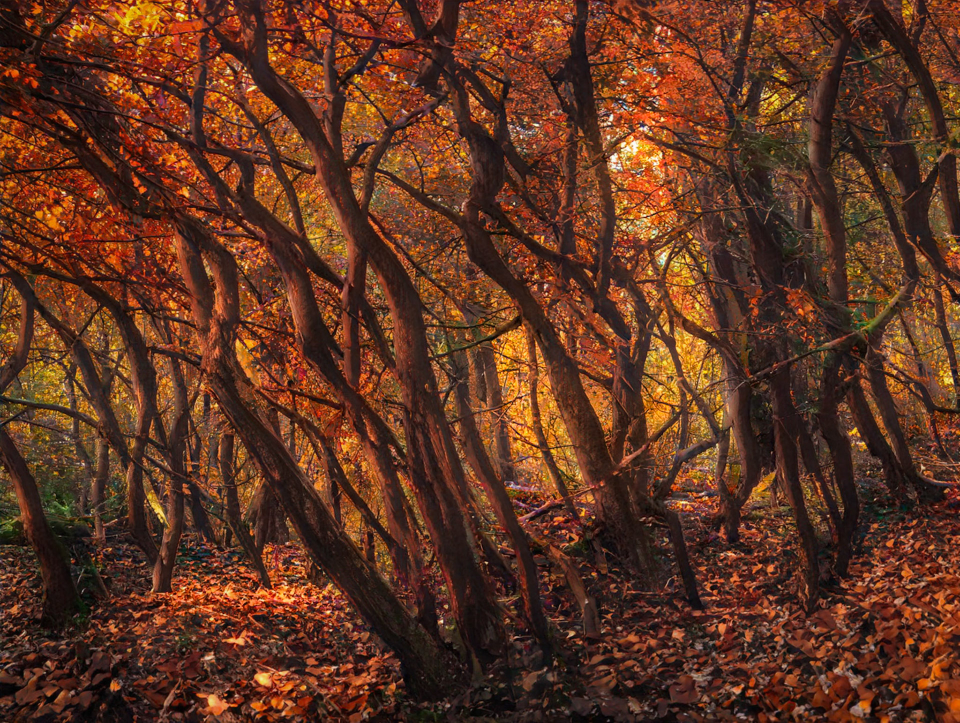 Shut in Trail Autumn - 8892