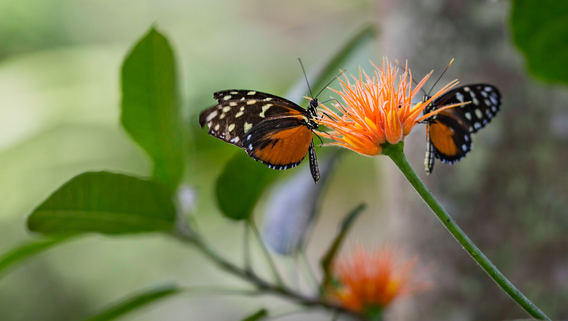 Tiger Longwing Pair - 1254