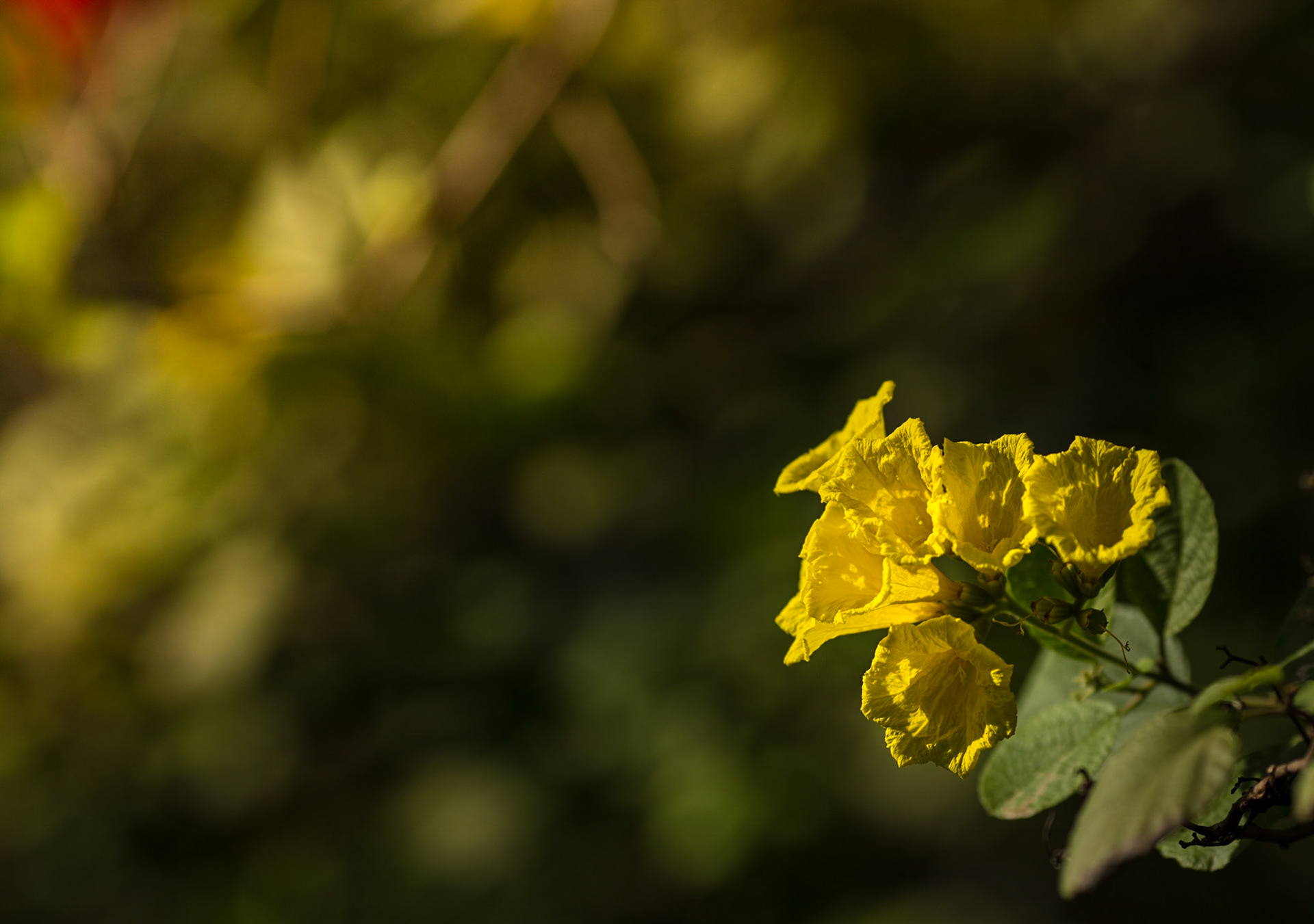 Flowers-1356