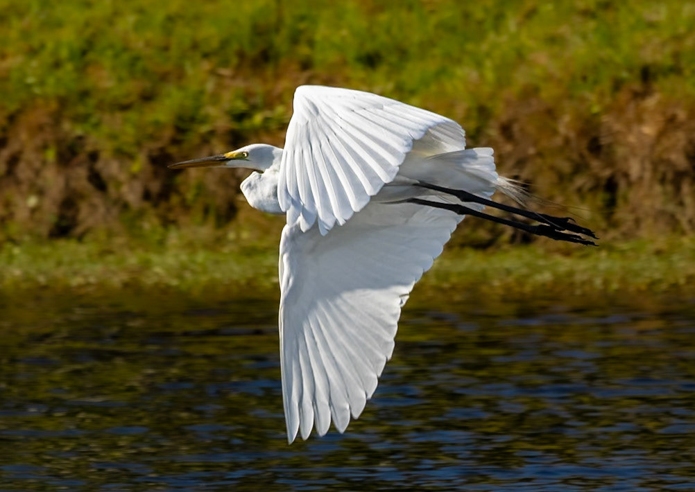 Great Egret 2