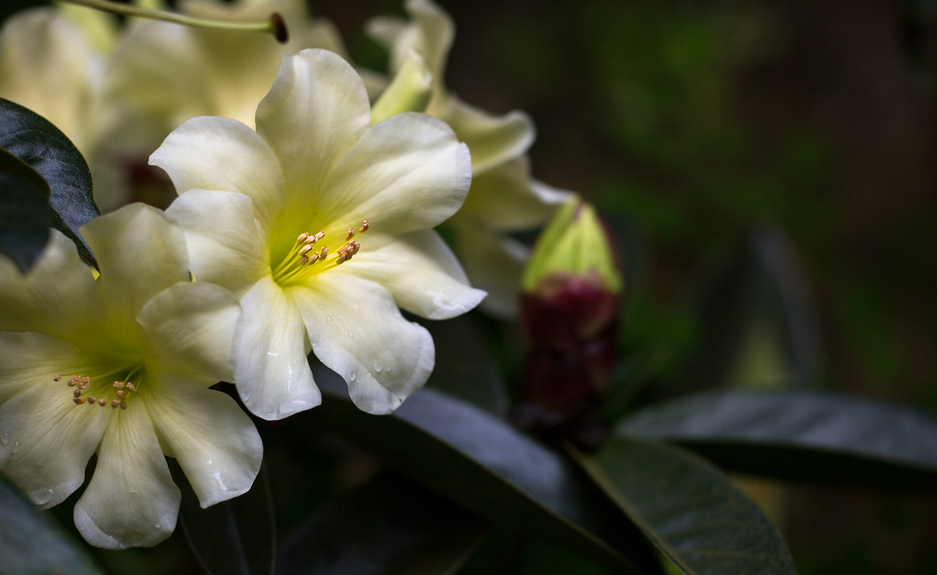 Flowers-1368