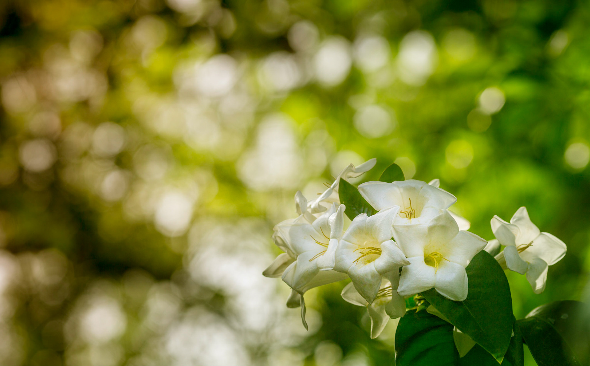 Flowers-1384