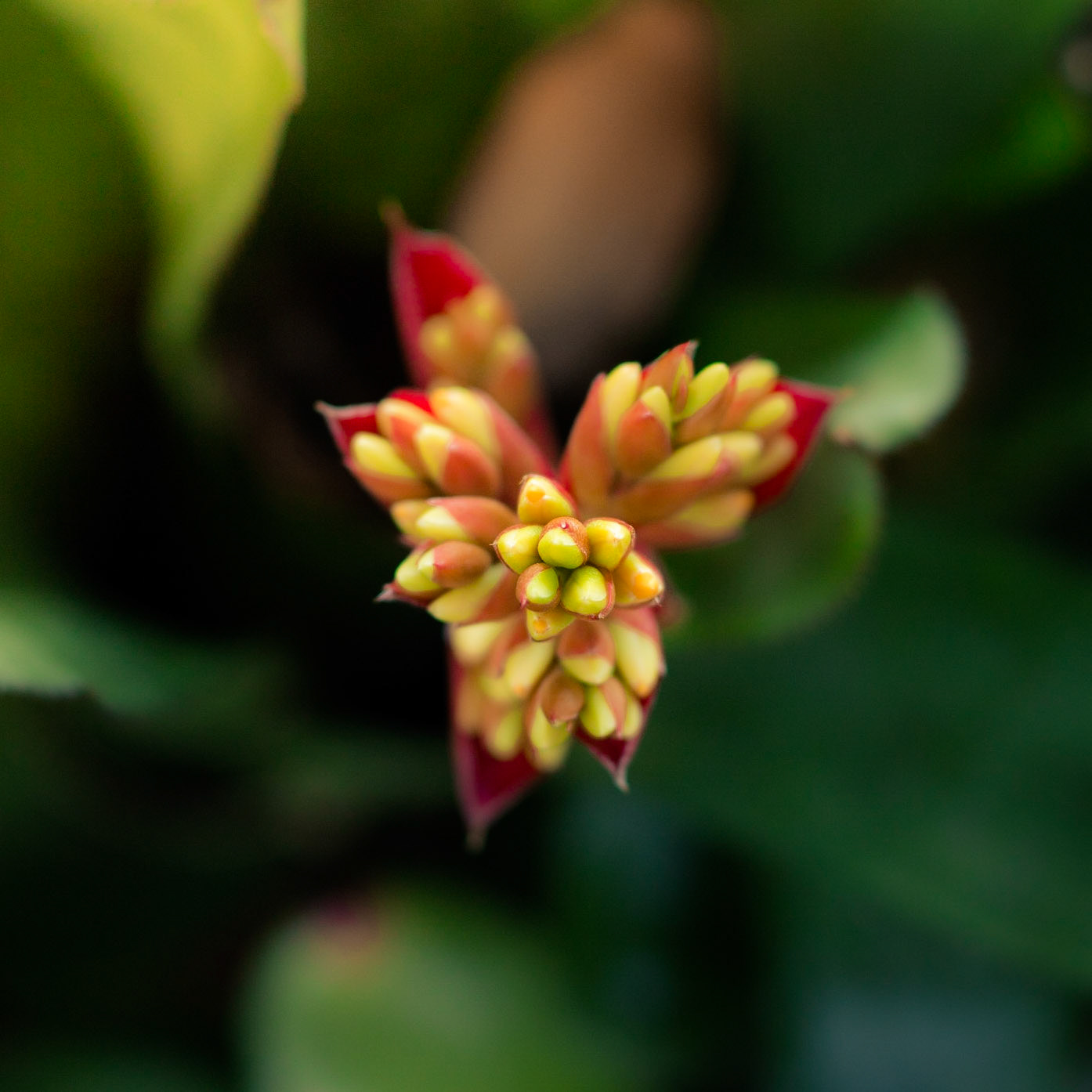 Flowers-1344