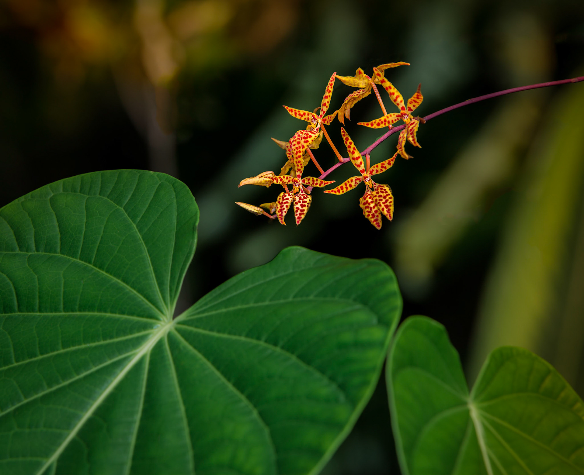 Flowers-1334