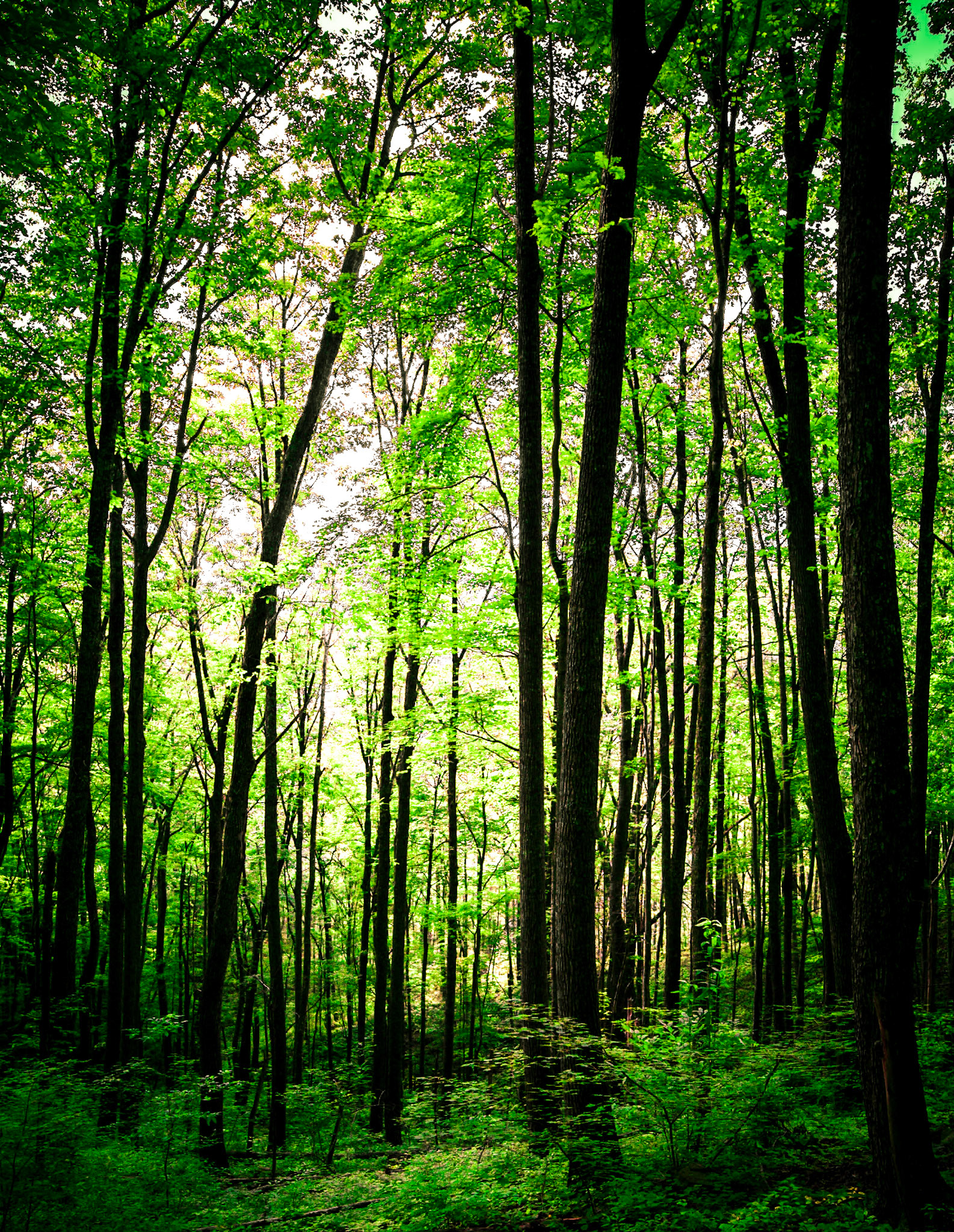 Backlit Summer Forest - 2844