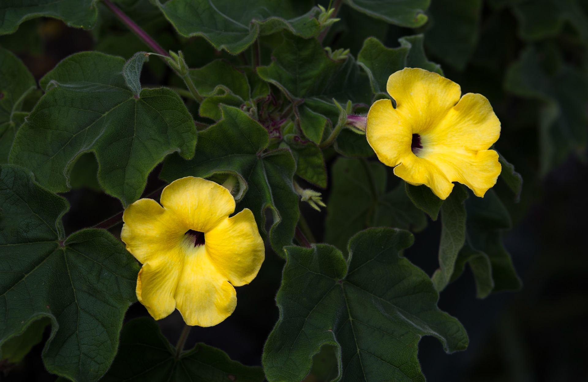 Flowers-1342