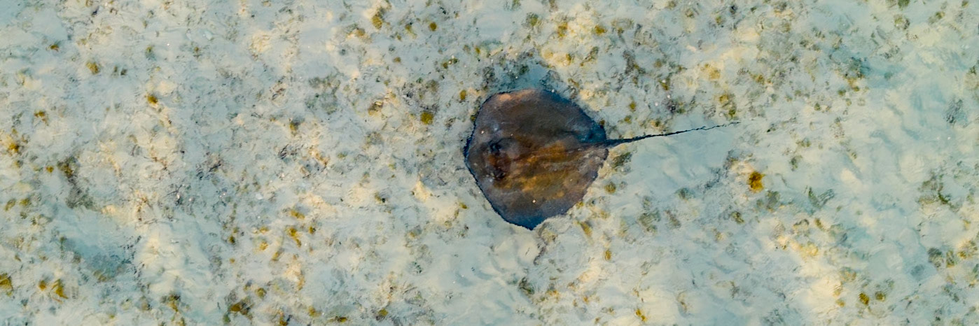 Southern Stingray - 0182