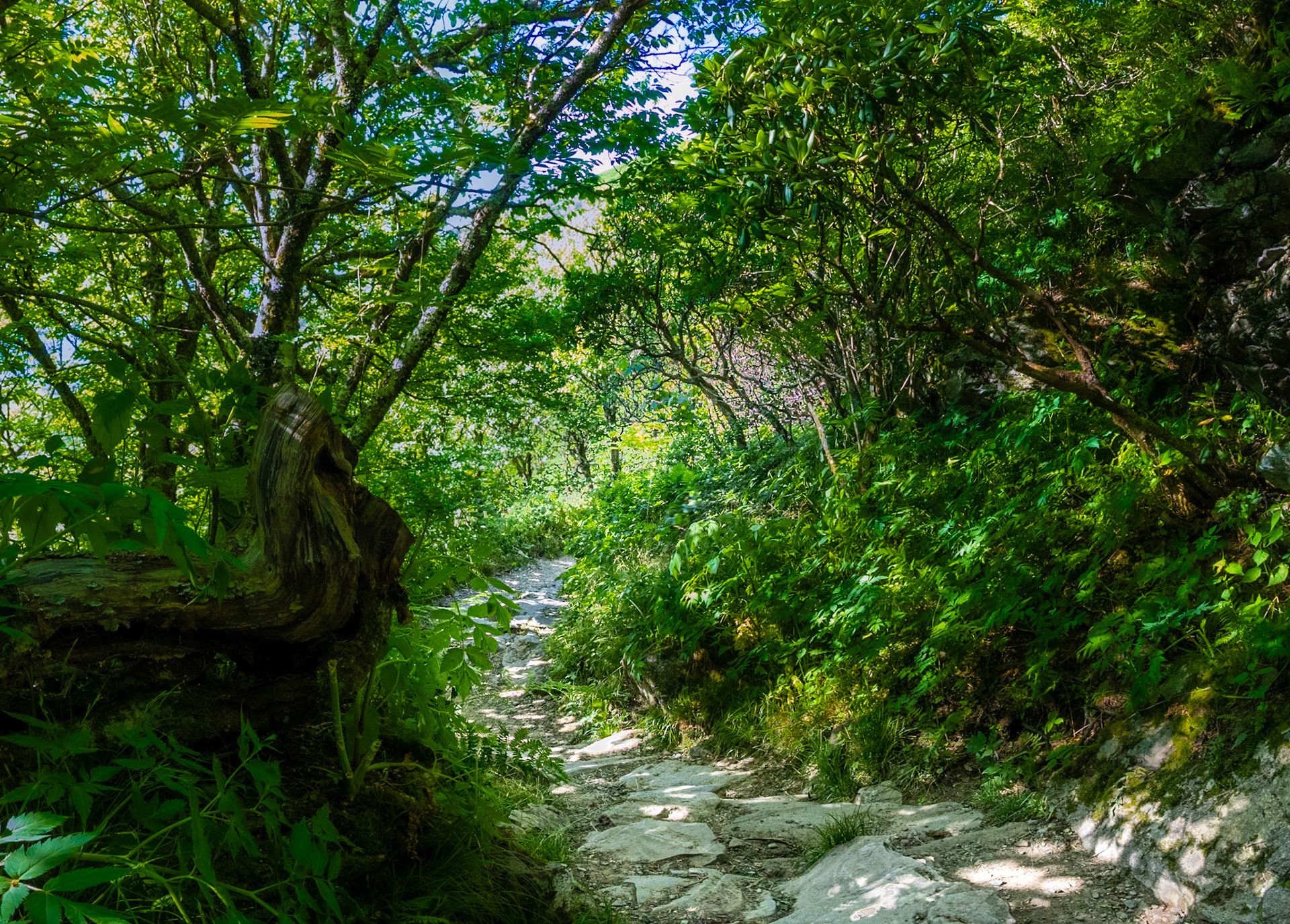 Shut-In Trail Path - 8826