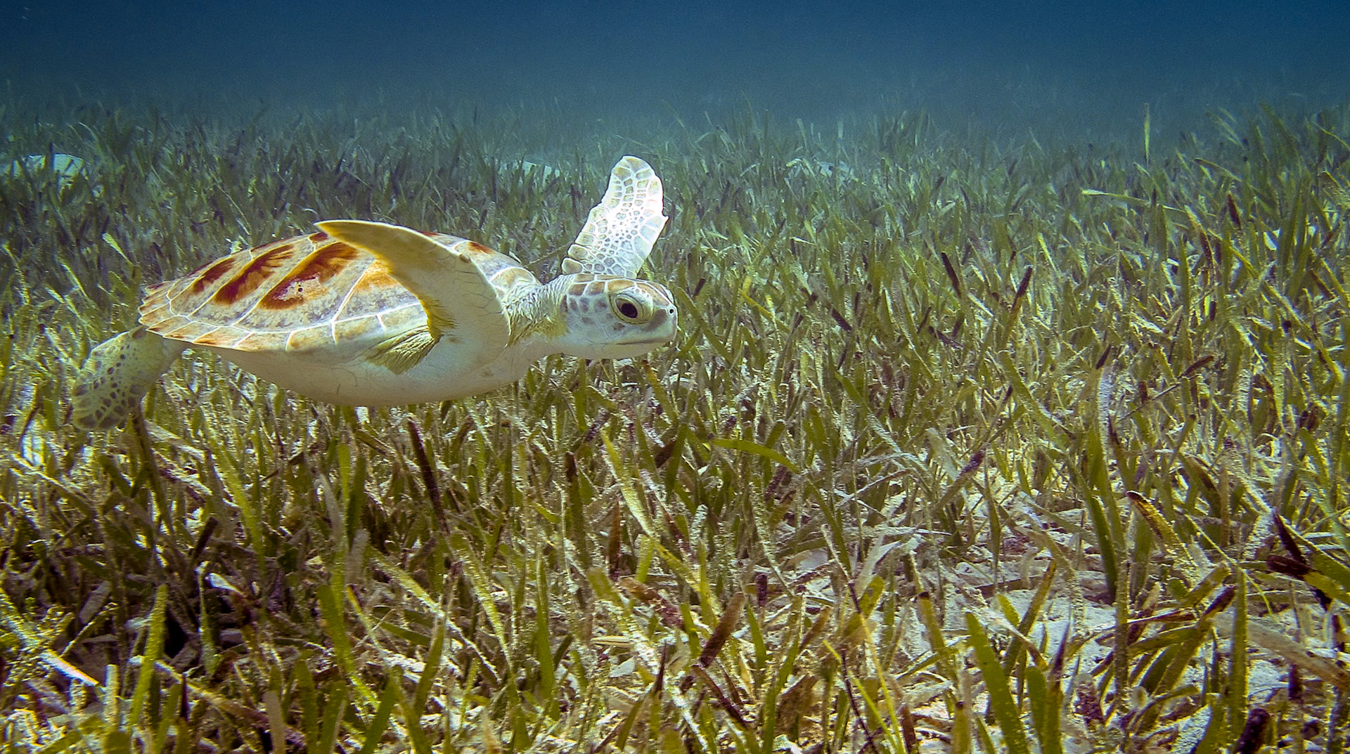 Through the Seagrass 236