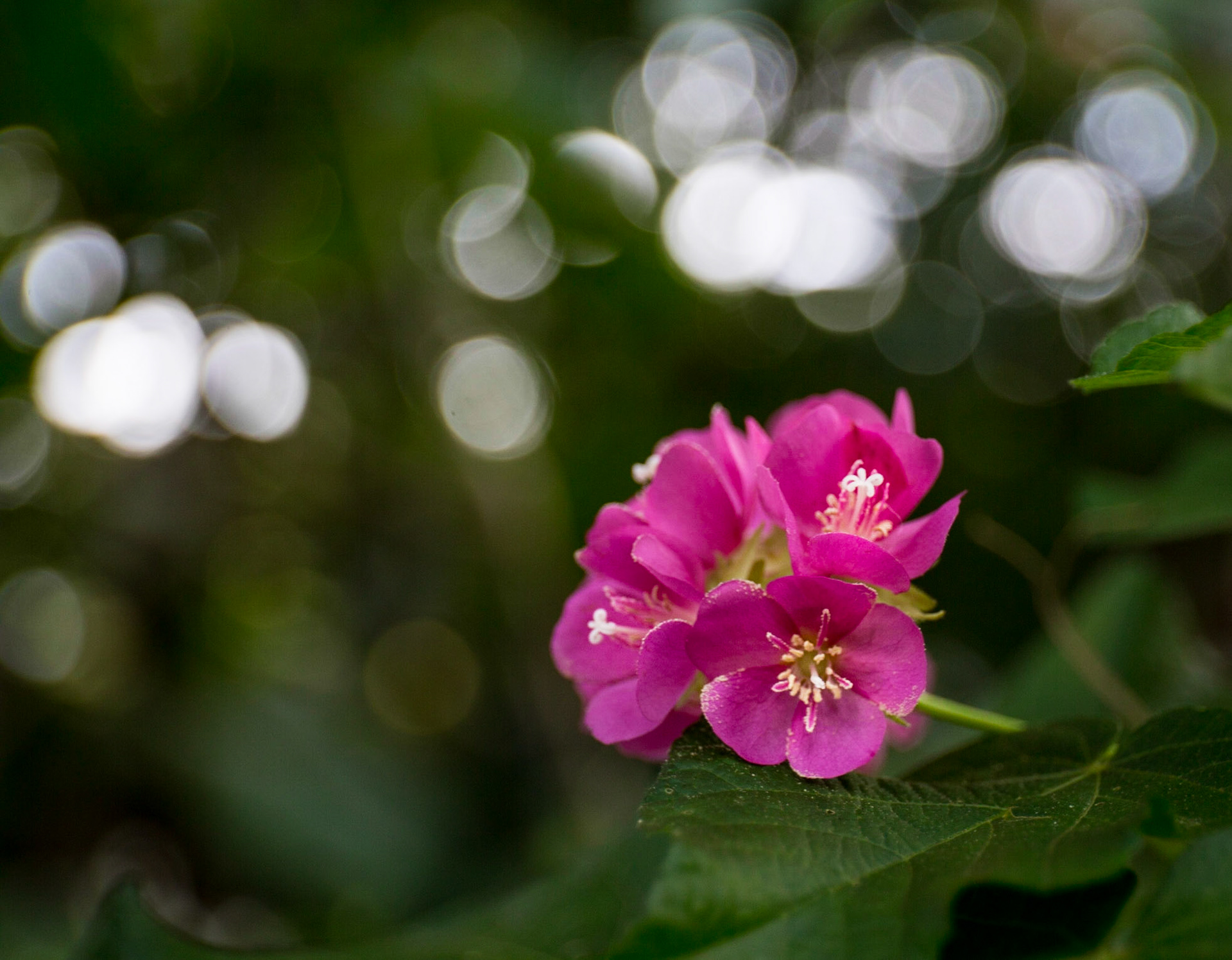 Flowers-1390