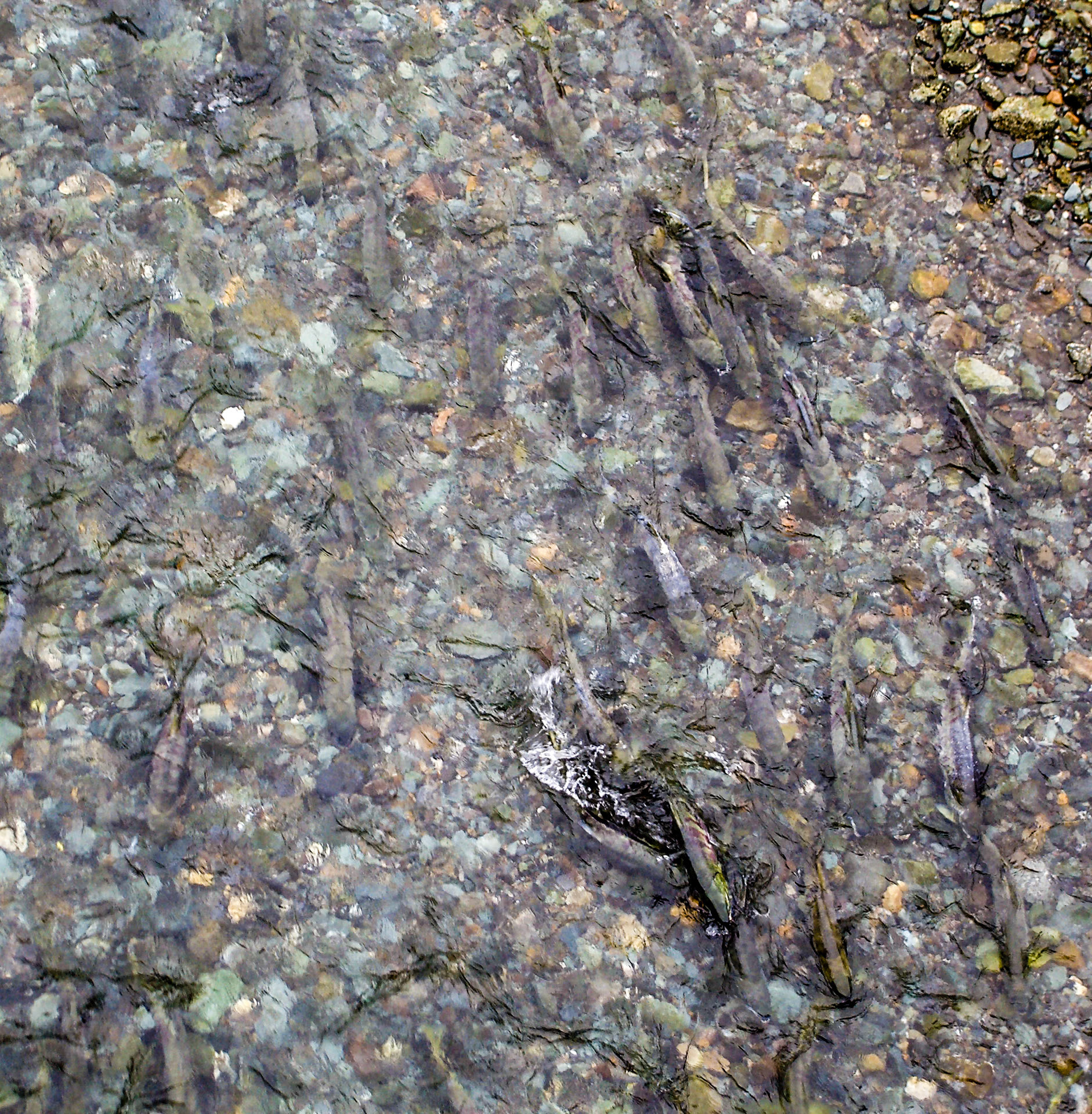 Spawning Salmon - 4308