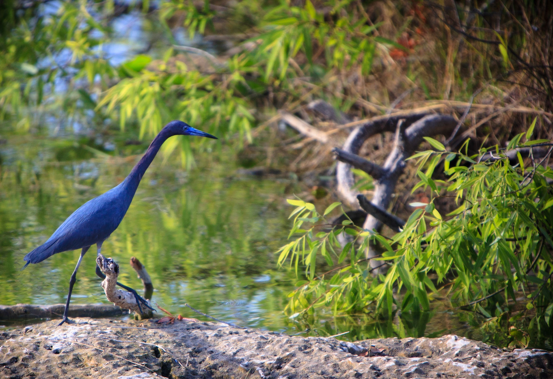 Great Blue Heron in a Stream -1152