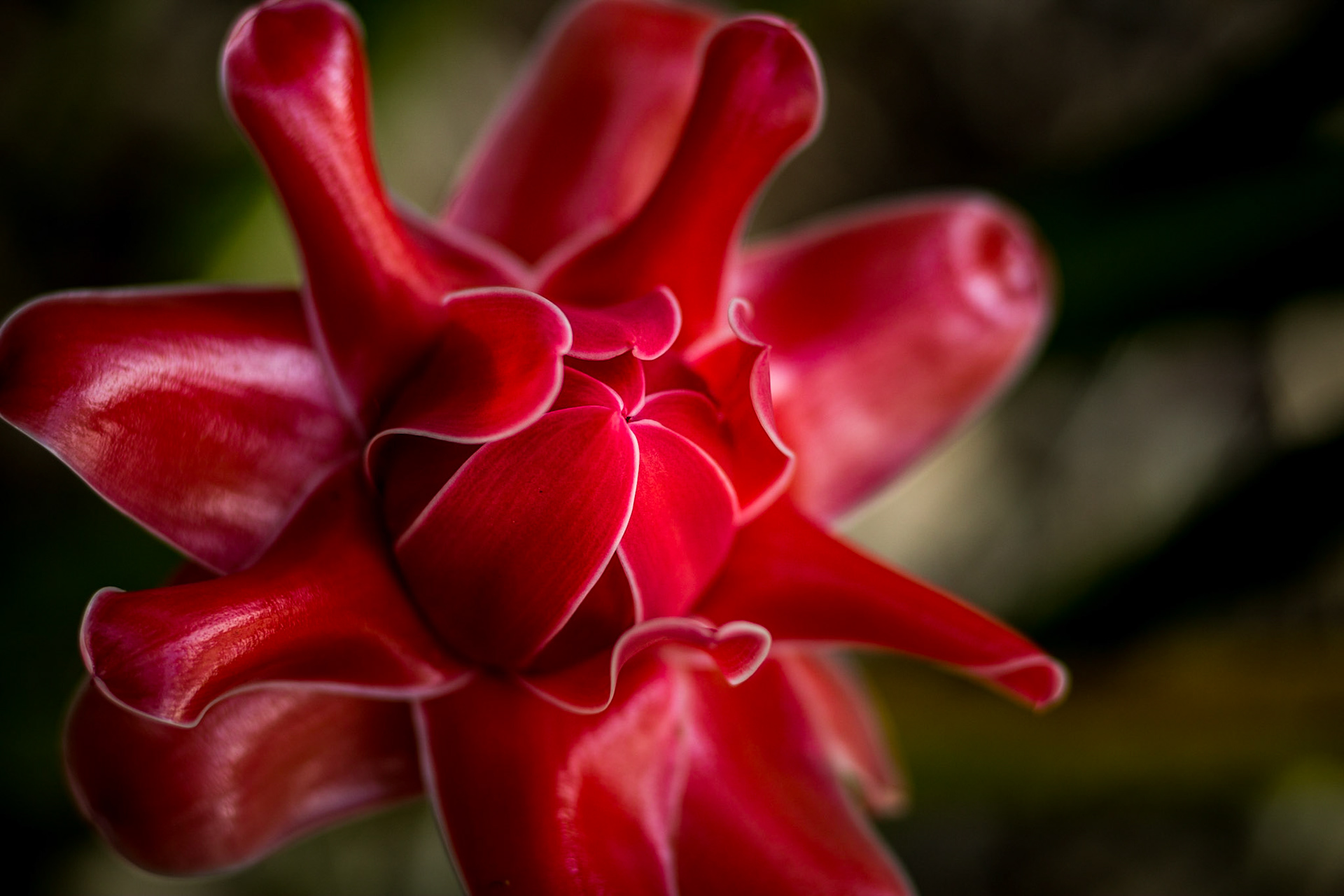 Flowers-1338