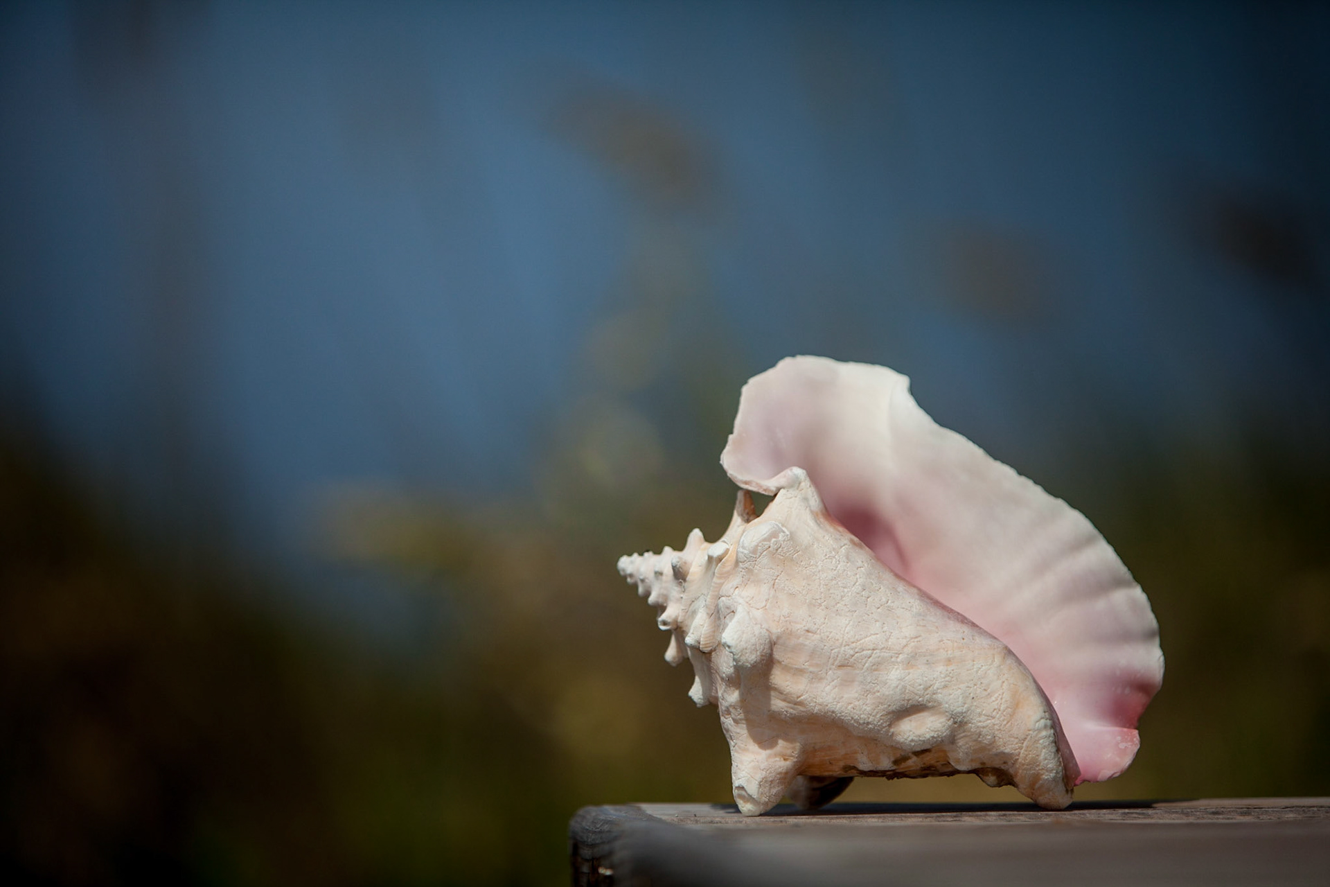 Conch 247