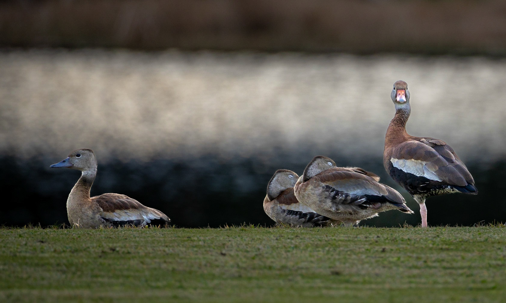 Birds -1175
