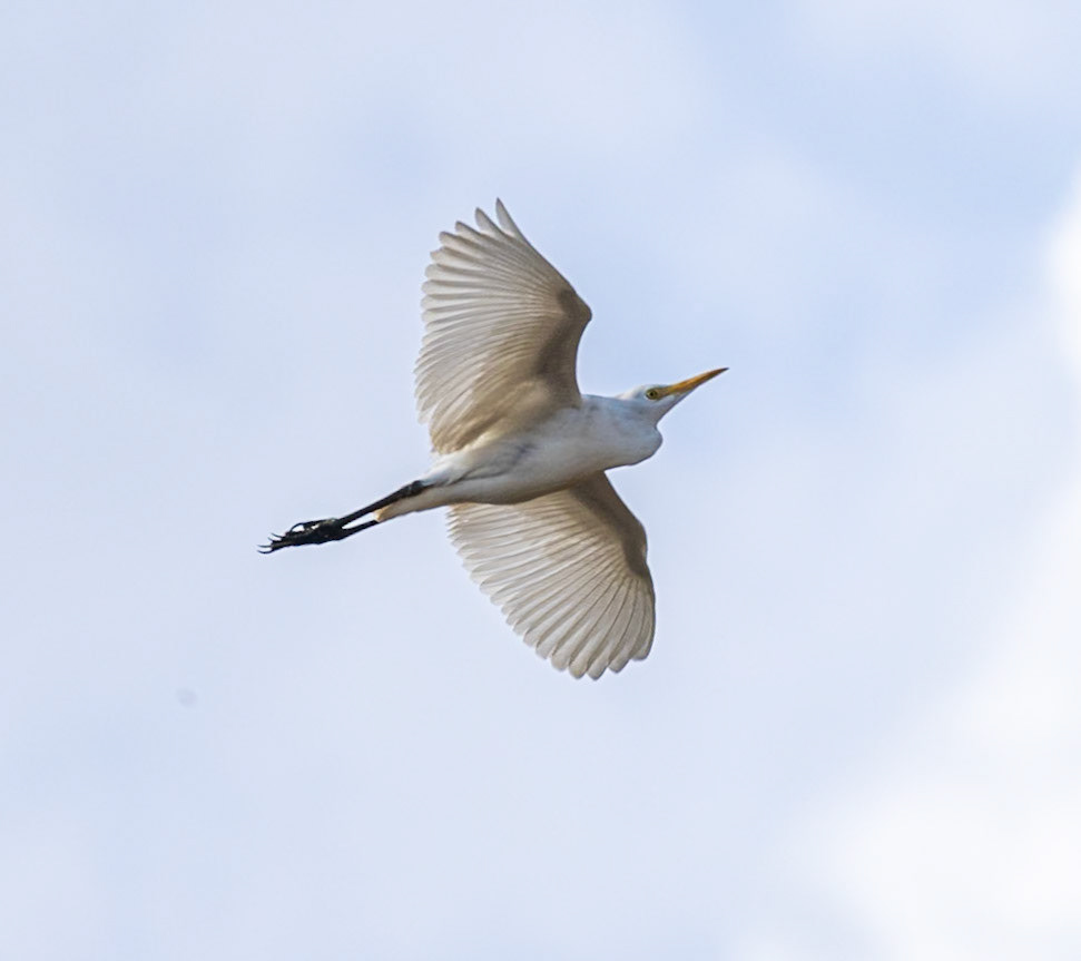 Great Egret 3