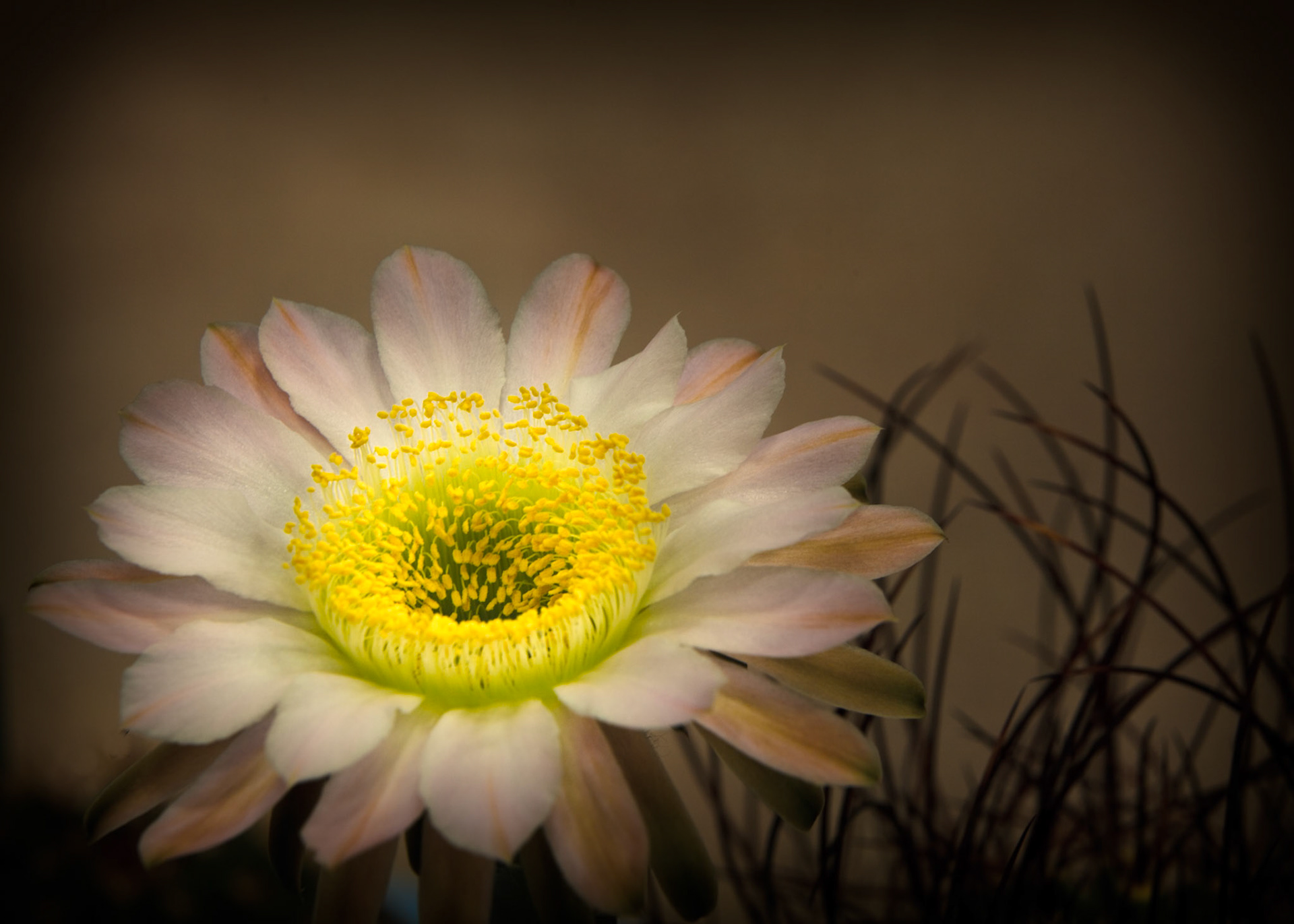 Shasta Daisy -1321