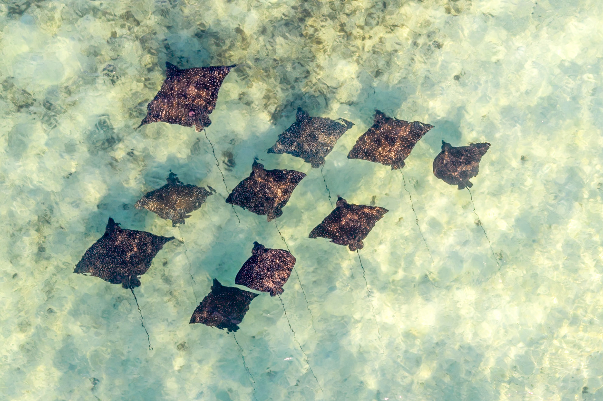 002 - The spotted eagle ray is a cartilaginous fish of the eagle ray family, Myliobatidae. 0952