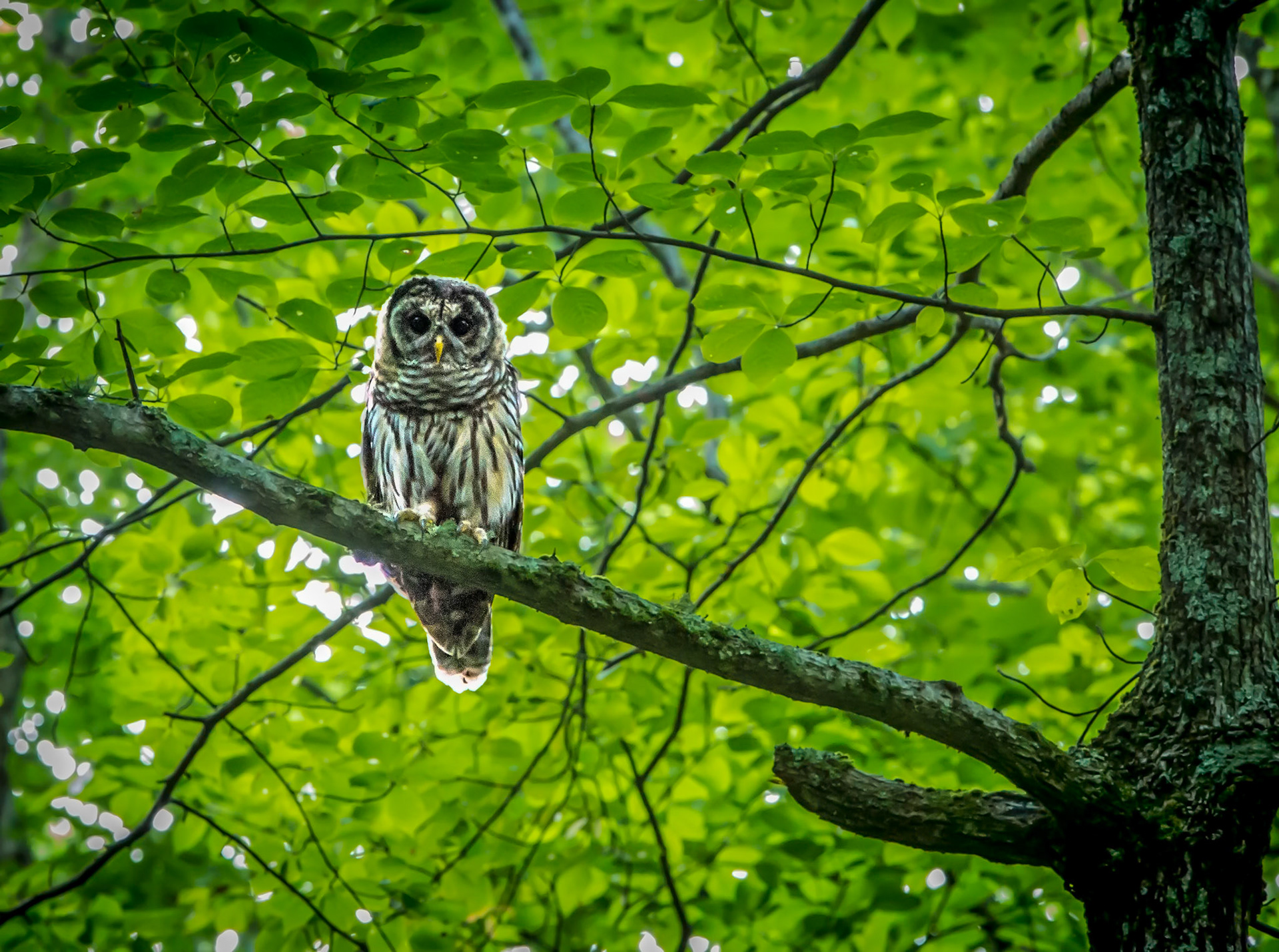 Barred Owl -1161