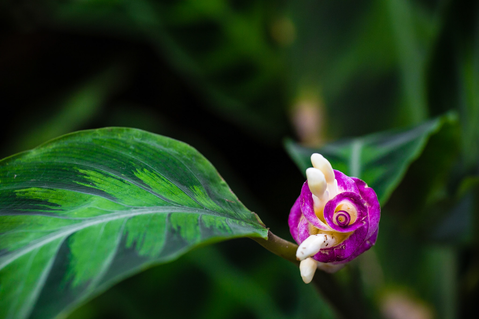 Flowers-1395