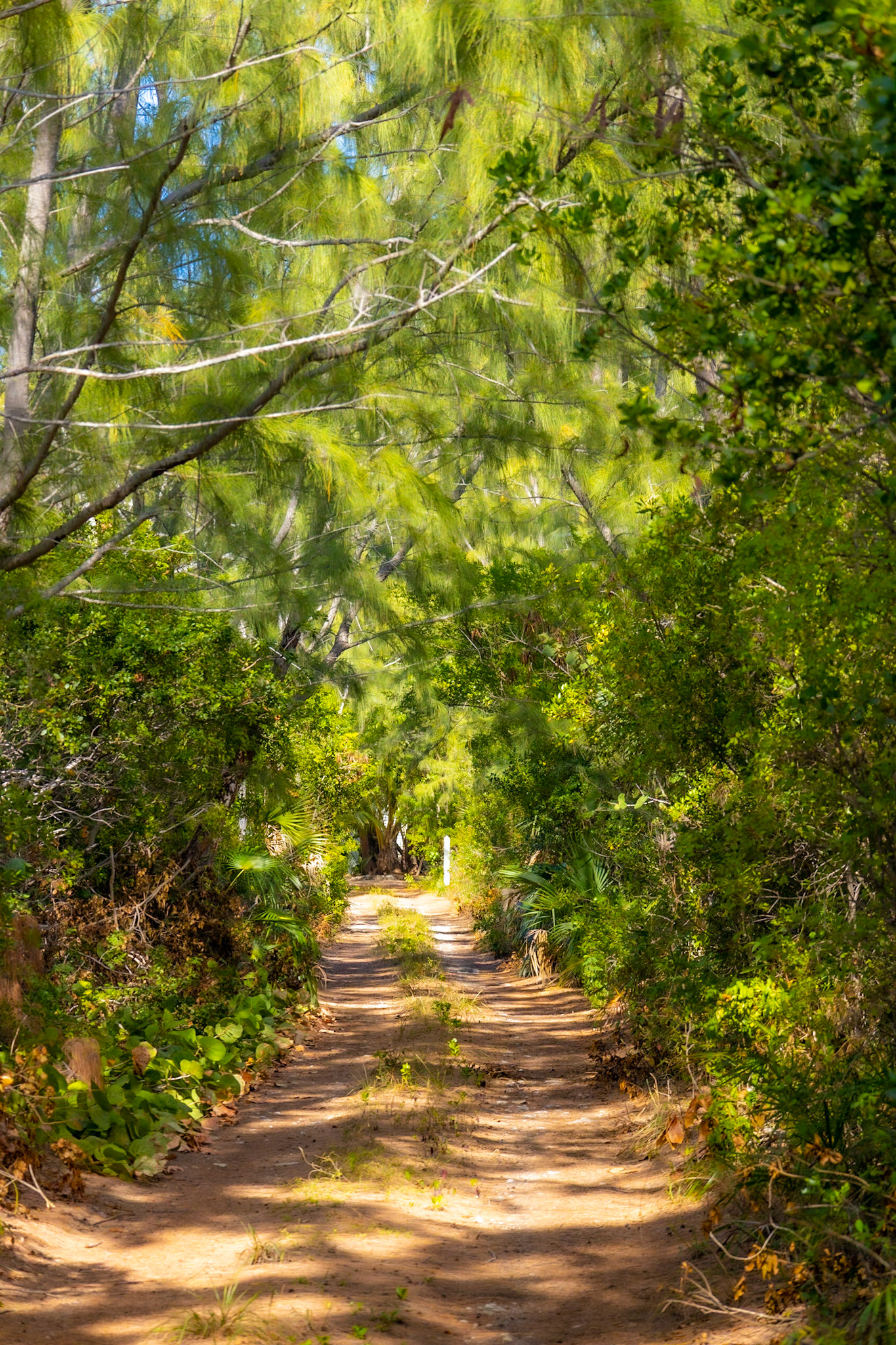 Casuarina Road 272