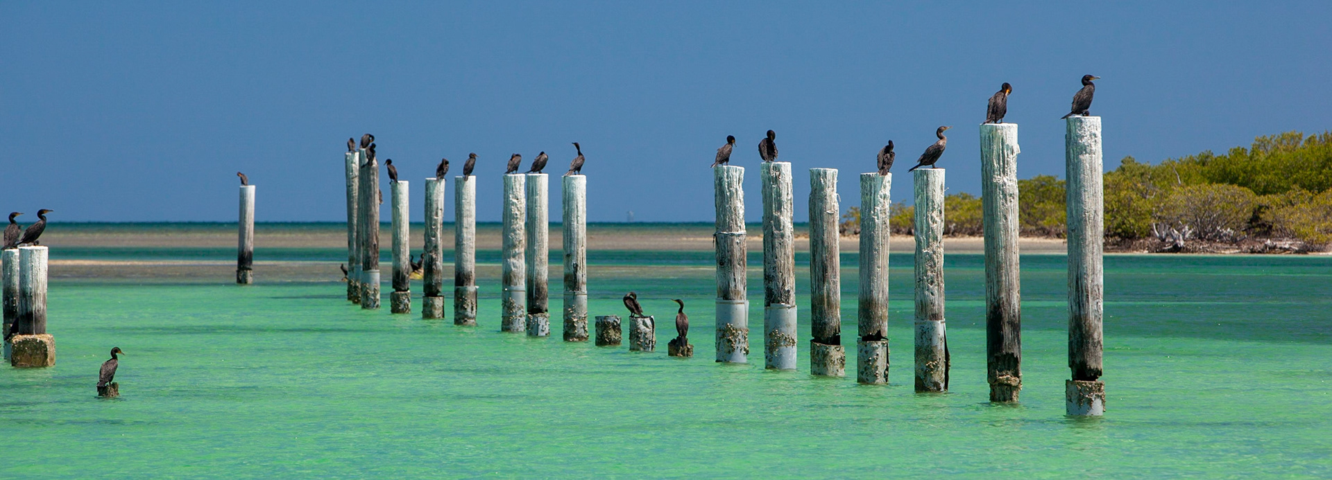Cormorants on Remnant Pilings - 2015