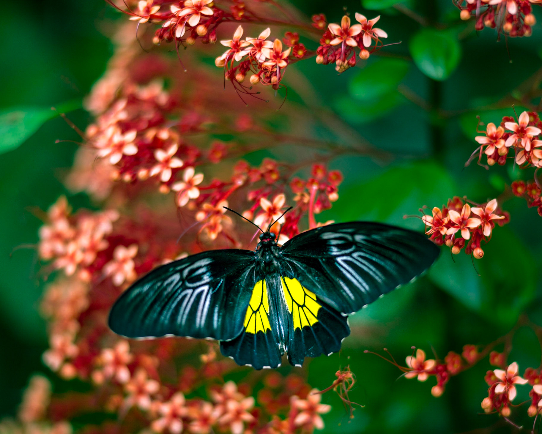 Golden Birdwing - 1259