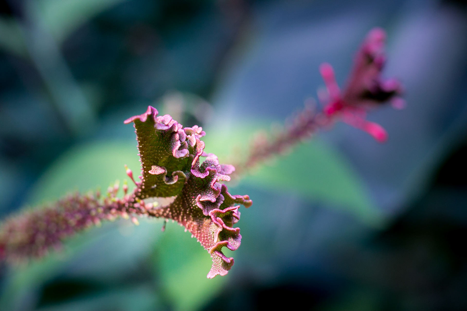 Flowers-1318