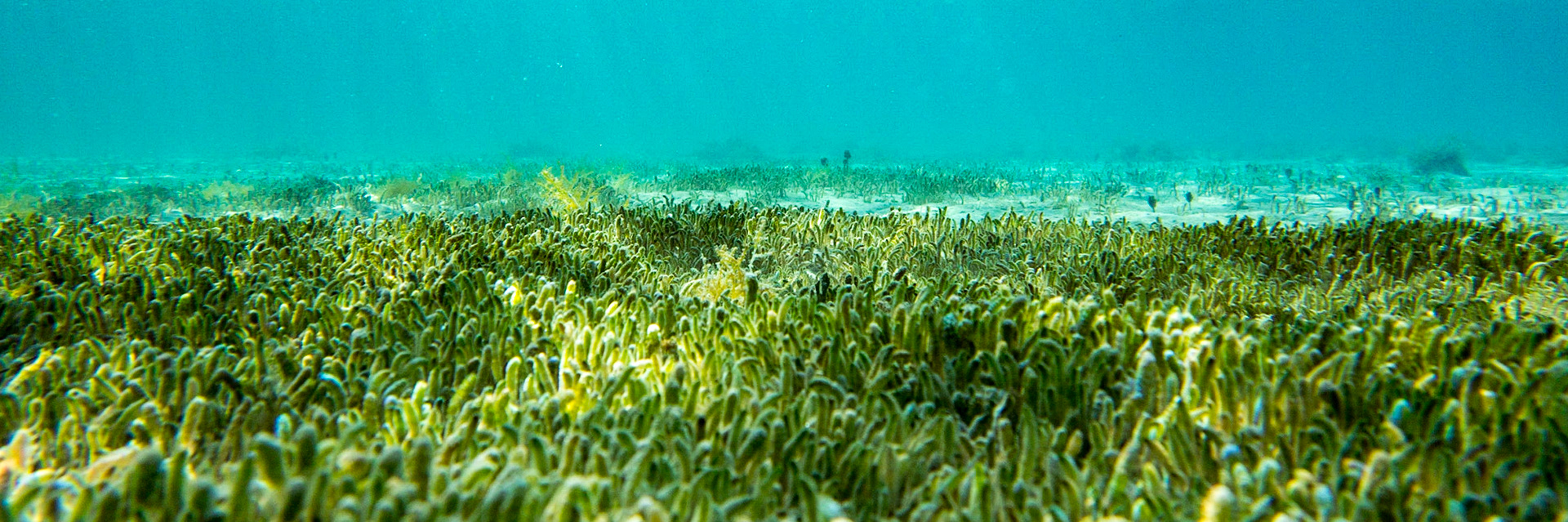 Underwater-903