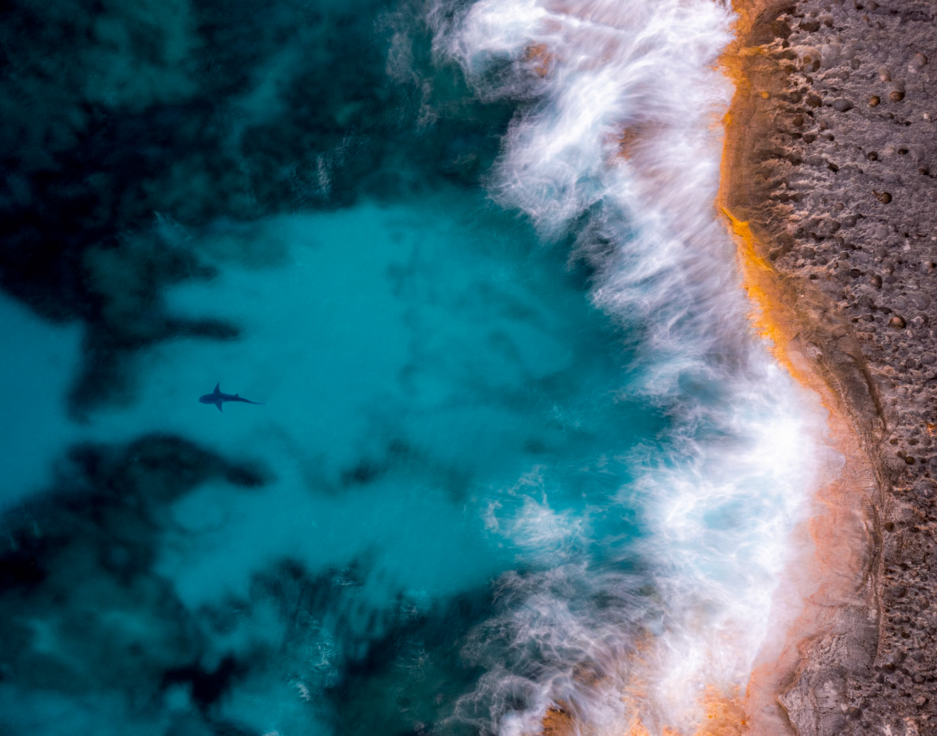 Shark off Shore - 0690