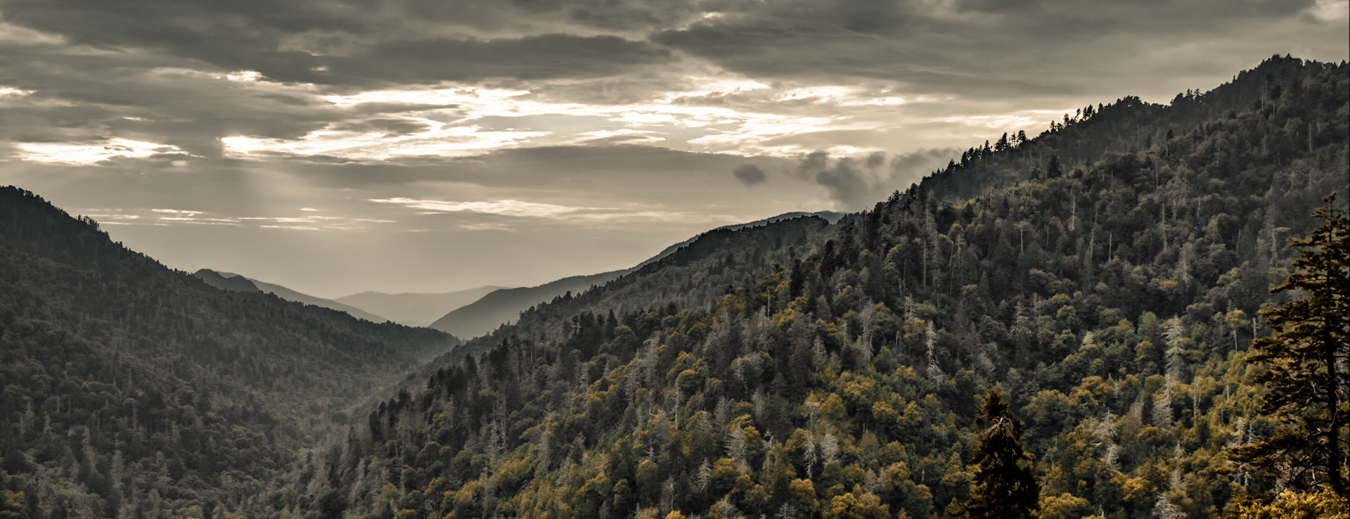 Rays Over Forested Valley - 2818
