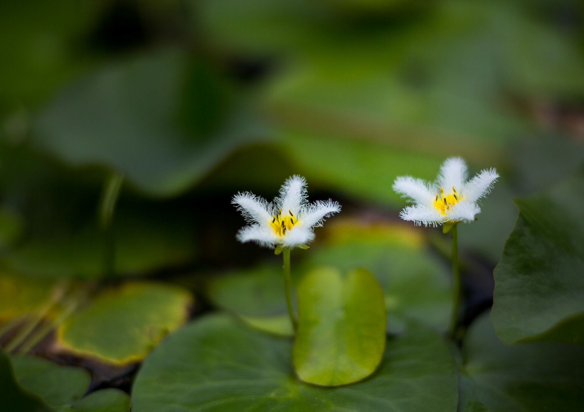 Flowers-1329