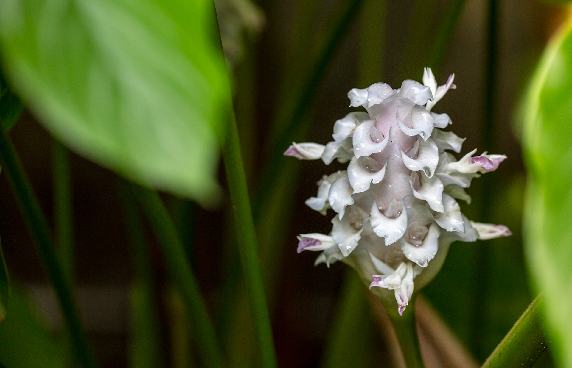 Flowers-1394