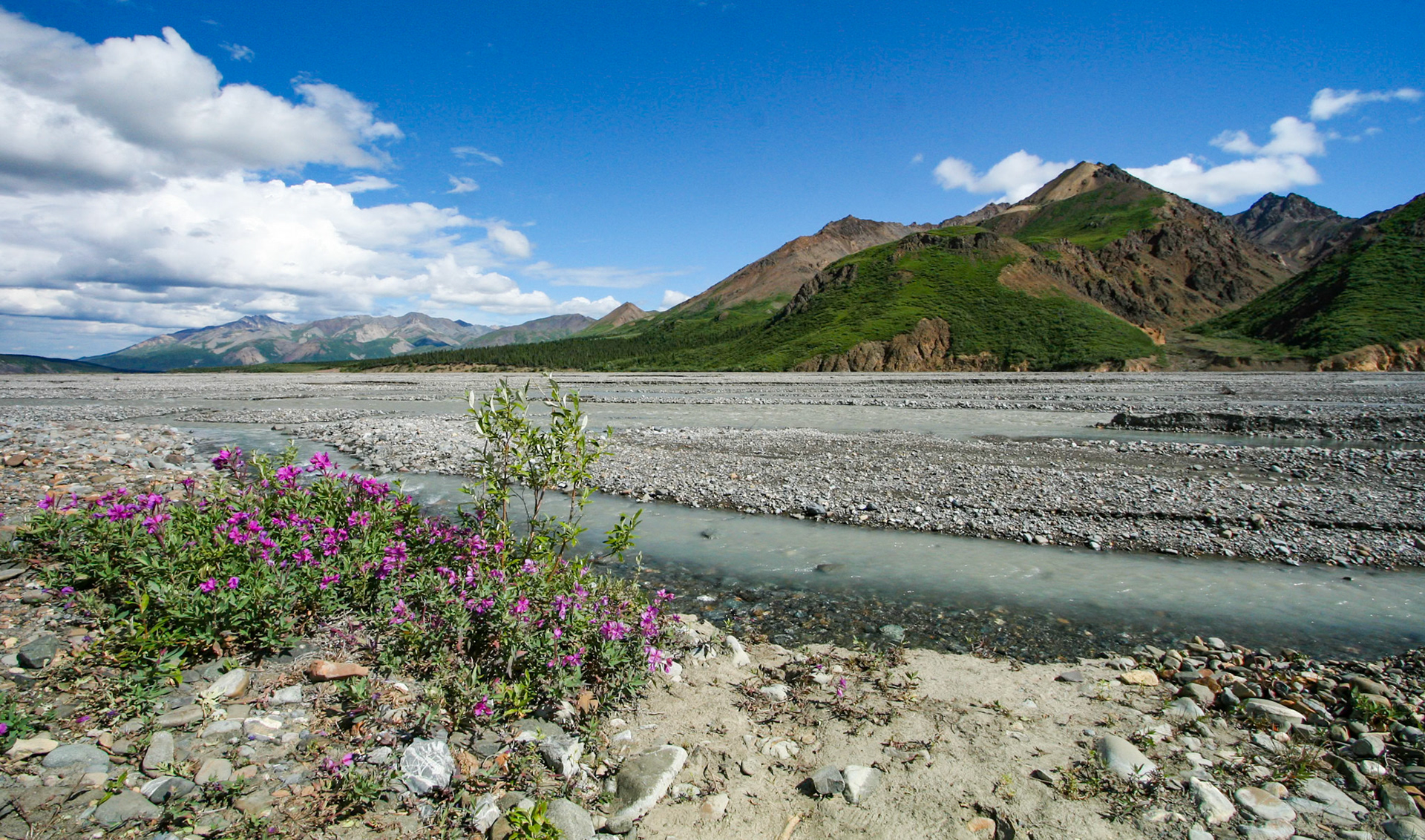 Fireweed Along Braided River - 2259
